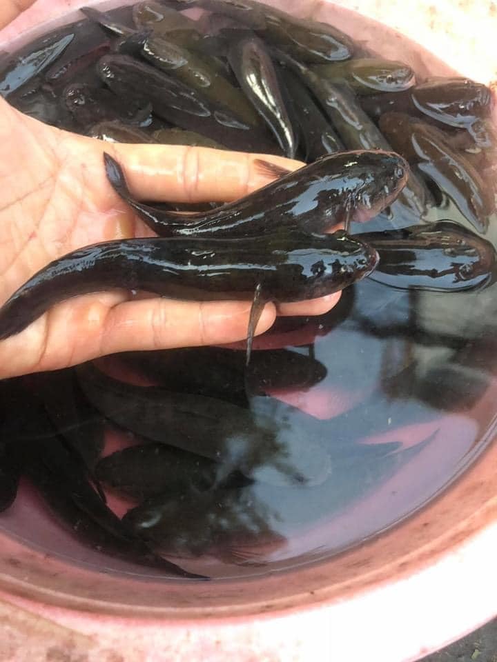 169156040_2881865495414292_4127006260296730280_n