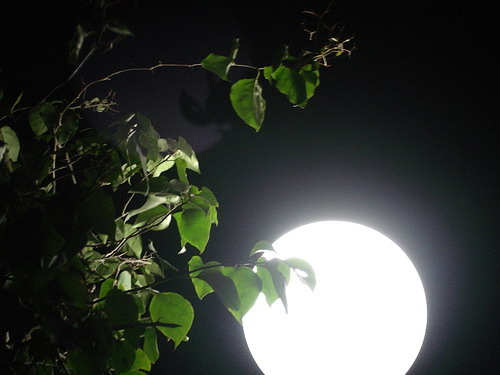 diendanbaclieu-100548-ngam-trang