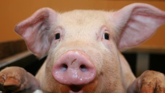 1532162_810823982277047_940626275_n