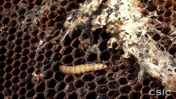 70591933_731267810631489_4655064861699473408_n